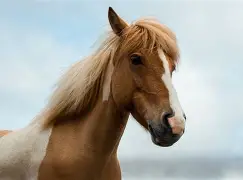 V体育官方app-马竞大破欧洲巨人骏马拂塵胜衡亮直述